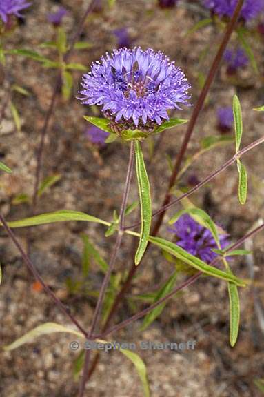 monardella breweri ssp lanceolata 2 graphic